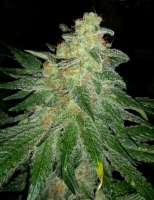 Royal Queen Seeds Pineapple Kush - ein Foto von Cmog420