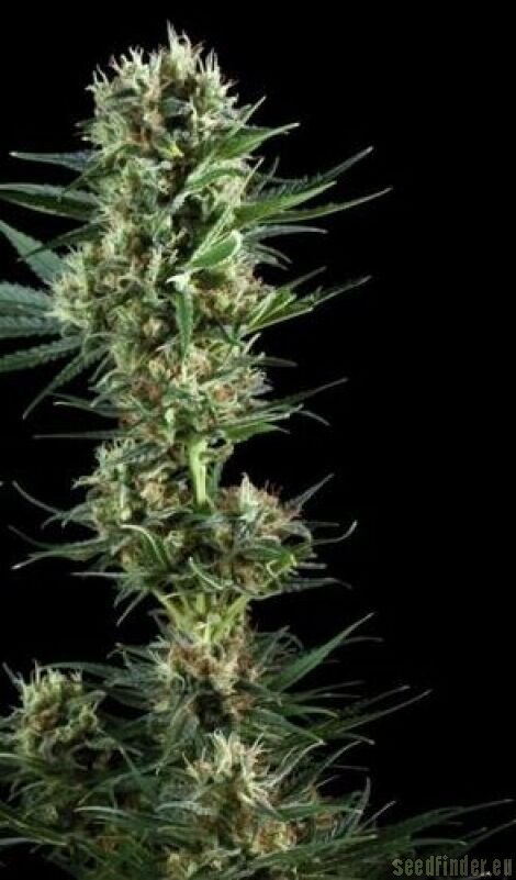 Royal Queen Seeds Power Flower