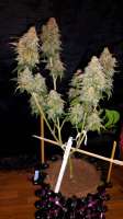 Bild von weedlover85 (Power Flower)