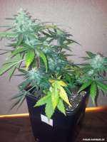 Royal Queen Seeds Royal AK Automatic - ein Foto von Cookiehunter619