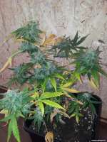 Royal Queen Seeds Royal AK Automatic - ein Foto von Cookiehunter619