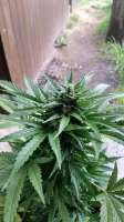 Royal Queen Seeds Royal Creamatic - ein Foto von HanFanatiker420