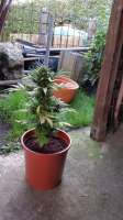 Royal Queen Seeds Royal Creamatic - ein Foto von HanFanatiker420