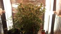 Royal Queen Seeds Royal Dwarf - ein Foto von porrista