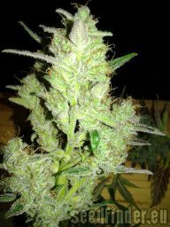 Royal Queen Seeds Royal Dwarf