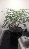 Royal Queen Seeds Royal Haze Automatic - ein Foto von SPAB149