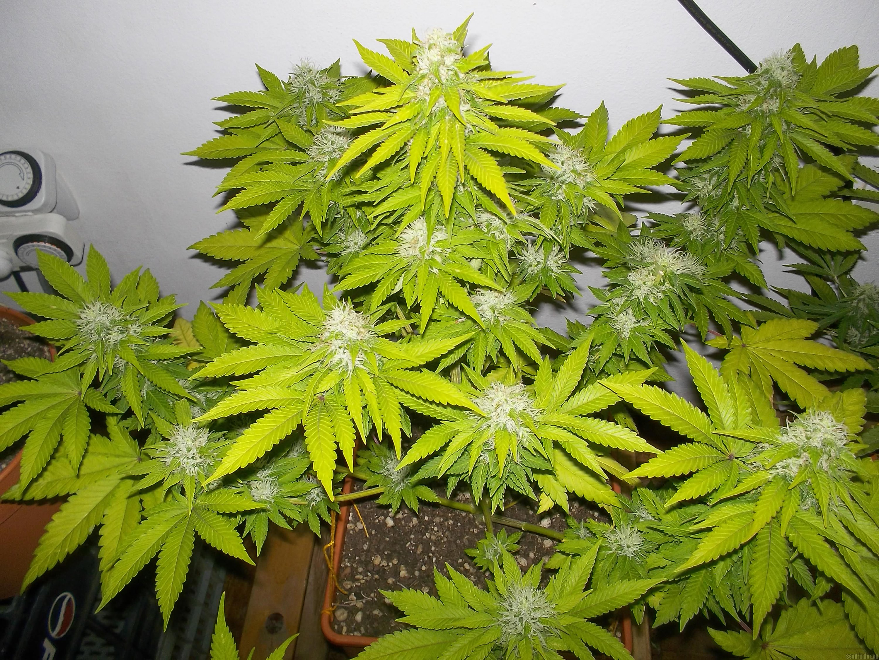 Royal Queen Seeds Royal Moby