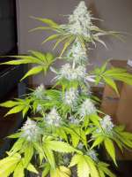 Bild von WhiteyB (Sour Diesel)