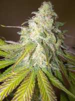 Bild von WhiteyB (Sour Diesel)