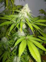 Bild von WhiteyB (Sour Diesel)