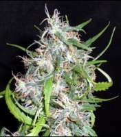 Bild von SativaFred (Special Kush Nr1)