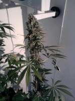 Bild von bighenni (Special Kush Nr1)