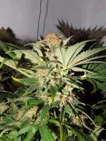 Bild von lesavoirestunearme7Z (Special Kush Nr1)