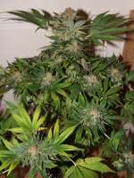 Bild von lesavoirestunearme7Z (Special Kush Nr1)