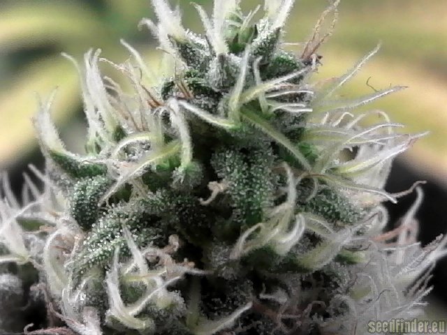 Special Kush #1 (von Royal Queen Seeds) :: Cannabis Sorten Infos