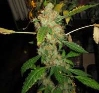 Bild von Misterreggae [Special Kush Nr1]