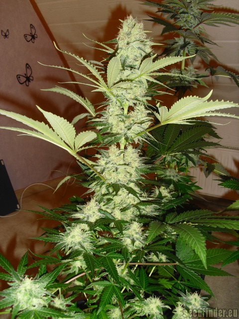 Royal Queen Seeds Special Queen #1