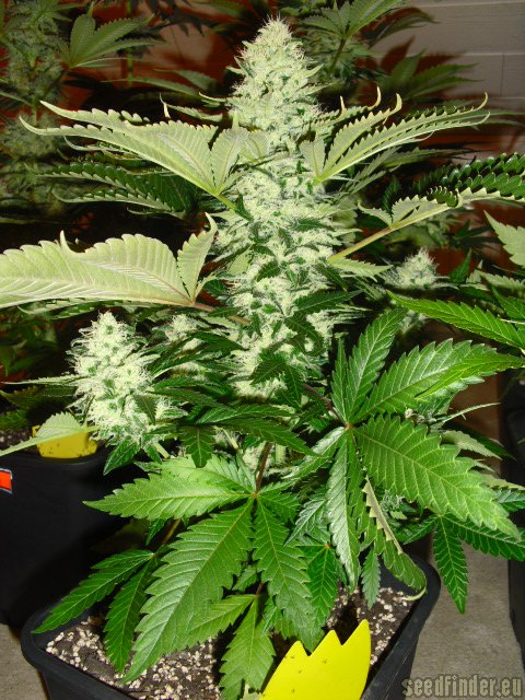 Royal Queen Seeds Special Queen #1