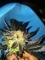 Royal Queen Seeds Sweet ZZ - ein Foto von HasangaMaster