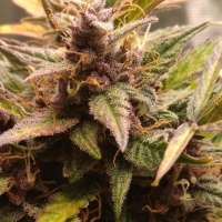 Royal Queen Seeds Watermelon Automatic - ein Foto von zoobzoob23