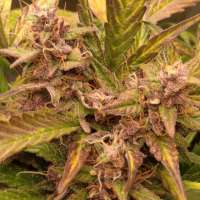 Royal Queen Seeds Watermelon Automatic - ein Foto von zoobzoob23