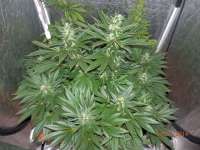 Bild von djcgio (White Widow)