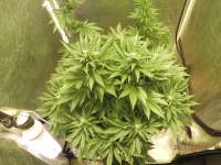 Bild von djcgio (White Widow)