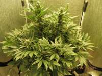 Bild von djcgio (White Widow)