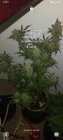 Bild von Late70sheadrush (Black Domina Auto)