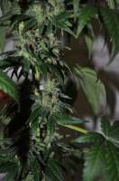 Sagarmatha Seeds Cheez Wreck - ein Foto von delahouse1