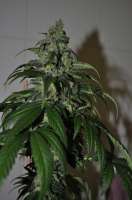 Sagarmatha Seeds Cheez Wreck - ein Foto von delahouse1