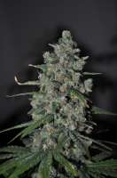 Sagarmatha Seeds Cheez Wreck - ein Foto von delahouse1