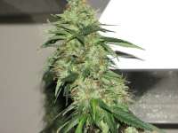 Bild von Hellfire666 (Indica XXL)