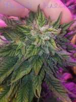 Sagarmatha Seeds Purple Pinecone - ein Foto von LeahRoll82