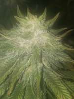 Sagarmatha Seeds Purple Pinecone - ein Foto von LeahRoll82