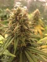 Sagarmatha Seeds Strawberry D-Lite - ein Foto von tyshoes