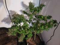 Samsara Seeds Kiss Dragon - ein Foto von Tree477