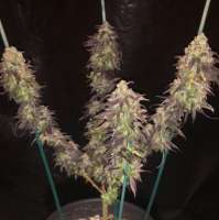 Samsara Seeds Spicy White Devil - ein Foto von Itsagas69