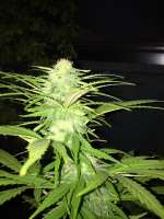 Samsara Seeds Sweet Black Angel - ein Foto von torodepiedra