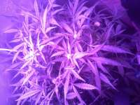 Samsara Seeds Ultraviolet - ein Foto von admin