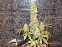 Sannie's Seeds K.O Kush F2 - ein Foto von MedicalScreener