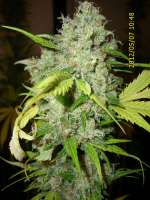 Sannie's Seeds Selene - ein Foto von HarzGenetics