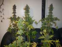 Sannie's Seeds Selene - ein Foto von HarzGenetics