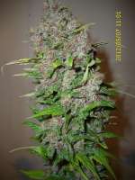 Sannie's Seeds Selene - ein Foto von HarzGenetics