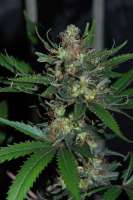 Sativa Seedbank New York Power Diesel - ein Foto von Jubei