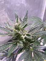 Seattle Chronic Seeds Flomints - ein Foto von MedicalScreener