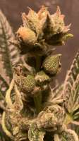 Seattle Chronic Seeds Flomints - ein Foto von MedicalScreener