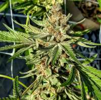 Bild von seattlechronicseeds (Sour Patch CBD)