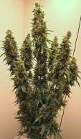 Bild von madcoco (Amnesia Autoflower)