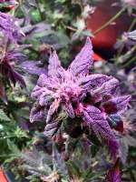 SeedStockers Blackberry Gum - ein Foto von Jeri1083